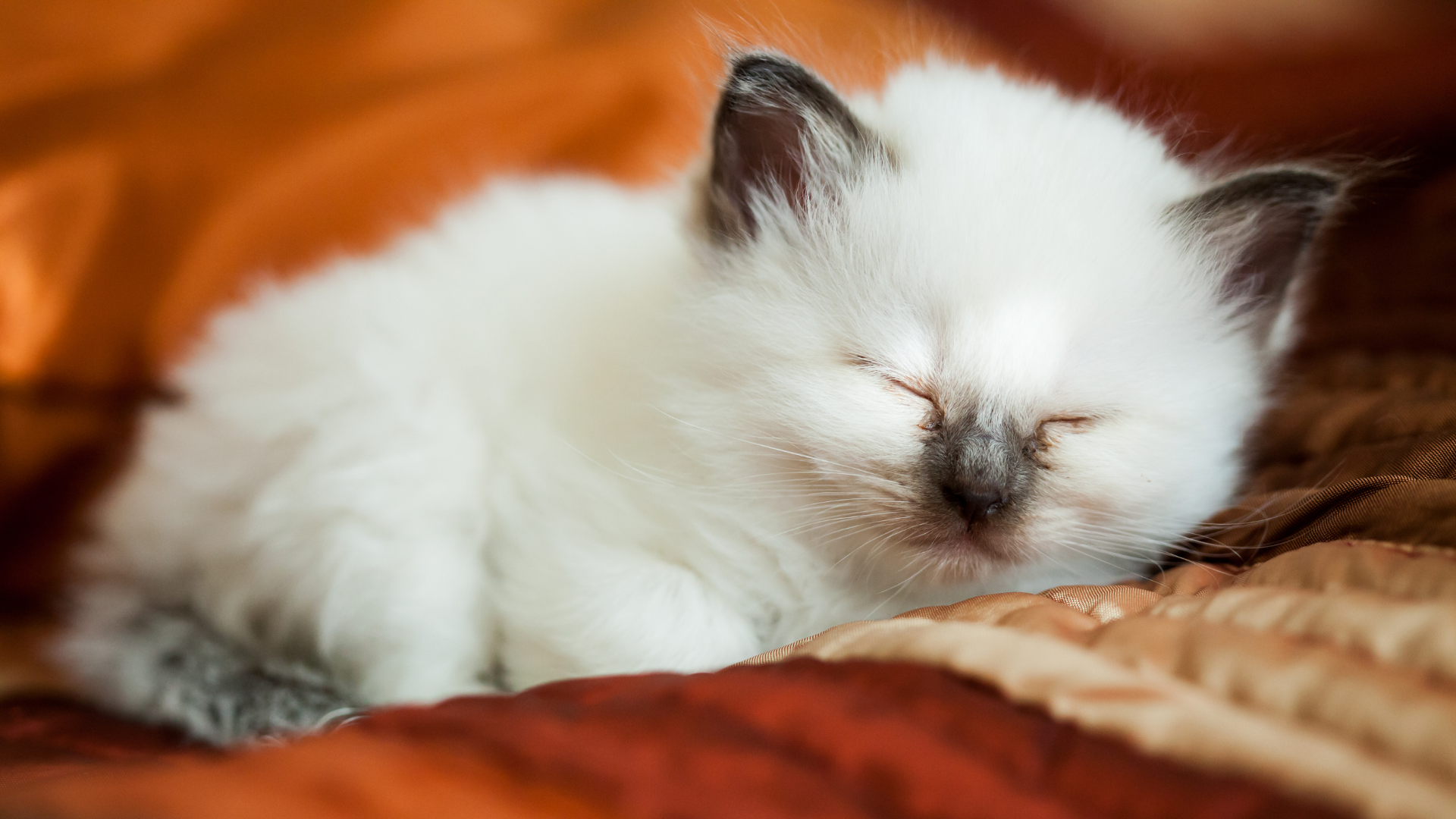 kitten sleeping on bed