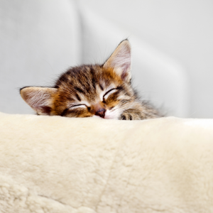 kitten sleeping on blanket